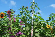 Wilfpflanzenmischung-Bestand der Versuchsfläche in Grub. Sonnenblumen und Malven dominieren das Bild.