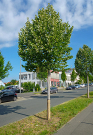 Eine Silberlinde auf Pflanzstreifen an der Straße.