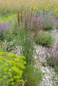 Das Gartensandrohr Calamagrostis acutiflora 'Karl Förster'.