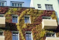 Pflanzen als Strukturgeber - eingegrünte Hausfassade.