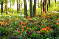 Schattenpflanzung Waldfriedhof Veitshöchheim