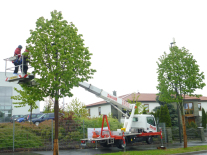 Studentin Rosa Albrecht in einem Hubsteiger in der Baumkrone