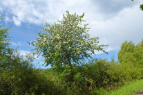 Landschaftsgestaltung - Wildapfel Malus sylvestris