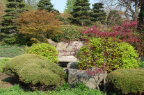 Nadelgehölze im Blickpunkt Gartengestaltung