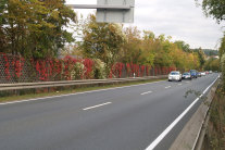 Grüner Schmuck am Straßenrand Parthenocissus-Arten