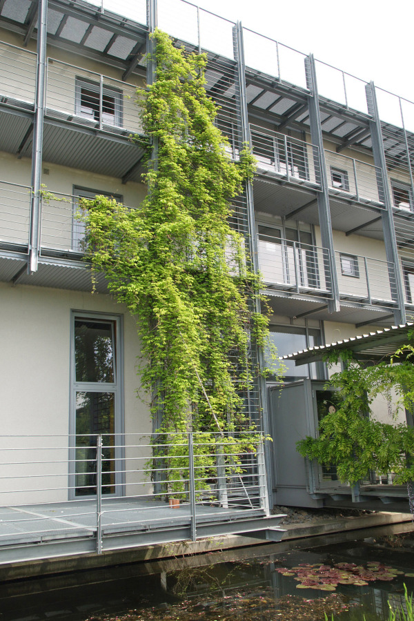 Mit Seil Und Haken An Der Wand Empfehlenswerte Kletterpflanzen Fur Den Profi