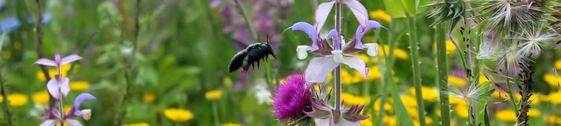 Header Blühende Landschaften