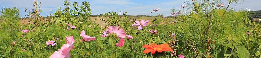 Header Energie aus Wildpflanzen