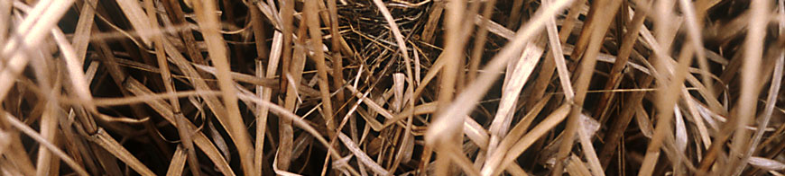 Header Miscanthus