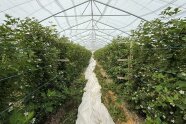 Auf den Pflanzstreifen mit Brombeerpflanzen und Draht befestigt im Folientunnel.