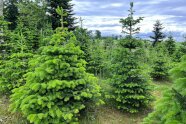 Tannenbäume auf der Plantage.