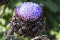 Artischocke Blüte Schaugarten LWG 