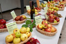 Ausstellung mit Äpfeln von Streuobstwiesen