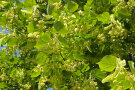 Blüten an einer Linde