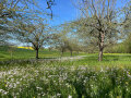 Eine Streuobstwiese in der Sonne