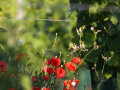 Mohn und Rebe auf einem Weinberg