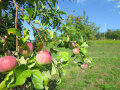 Rote Äpfel an einem Ast auf einer Streuobstwiese