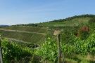 Der Weinberg in Thüngersheim