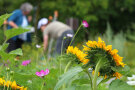 Eine blühende Sonnenblume im Schaugarten der LWG in Veitshöchheim.