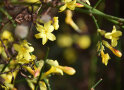 Gelbe Blüten an den Zweigen des Jasmins