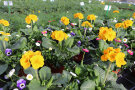 Bunte Frühjahrsblumen auf einer Wiese
