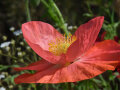 Eine rote geöffnete Blüte im Sonnenschein