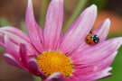 Ein Marienkäfer auf einer rosa Blüte