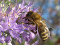 Honigbiene auf lila Blume