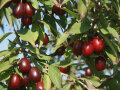 Rote Kornelkirschen an einem Baum