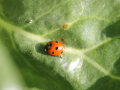 Ein Marienkäfer auf einem grünen Blatt