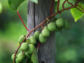 Kiwibeeren am Ast