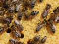 Bienen auf Waben