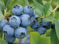 Blaubeeren am Strauch