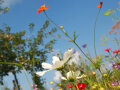 Blüten auf einer Wiese vor blauem Himmel