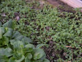 Feldsalat und Vogelmiere in einem Beet