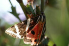 Ein rot-weiß-schwarzer Schmetterling sitzt an einer Pflanze