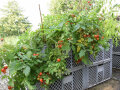 Tomaten wachsen im Kistengarten auch gut auf torffreien Substraten
