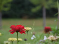 Blumen vor einer Wiese