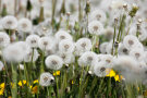 Viele Pusteblumen auf einer Wiese