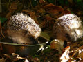 Zwei Igel mit einer Futterschale im Laub