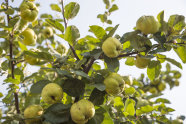 Ein Quittenbaum mit vielen reifen Früchten