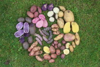 Verschieden farbige Kartoffeln, teilweise aufgeschnitten, angeordnet auf einer Wiese