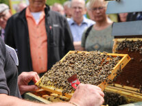 Ein Bienenexperte zeigt Interessierten mehrere Bienen in ihrem Stock