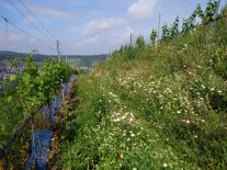 Blick auf eine bunt blühende Fläche neben einem Weinberg