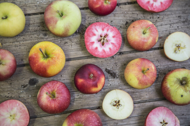 Viele unterschiedlich farbige Äpfel nebeneinander auf einem Holztisch, teilweise aufgeschnitten