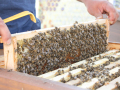 Marius Jordan zieht eine Wabe, auf der Bienen sittzen, aus dem Bienenstock.