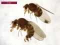 Drosophila Weibchen und kleineres Männchen von der Seite zu sehen. Weibchen mit ausgefahrenem Legebohrer, Männchen mit typischem Flügelfleck