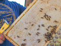 Marius Jordan hält einen gefüllte Wabe mit Bienen in der Hand.