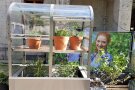 Minigewächshaus bietet Platz für Ingwer, Chili & Co.