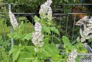 Muskatsalbei lockt Insekten und Bienen an